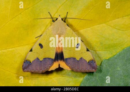 Grüne Drohne (Ophiusa tirhaca, Noctua tirrhaea), auf verwelktem Blatt, Deutschland Stockfoto