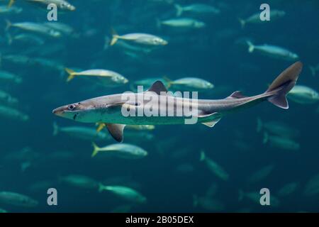 Gemeiner Stacheldogfisch, Gefleckter Stacheldogfisch, Gepflückter Dogfisch, Spurhund, Gezischter Dogfisch (Squalus acanthias, Acanthias vulgaris), vor einem Schwarm Stockfoto