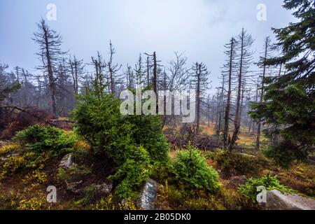 Fichtenwald am Brocken, Schäden von Rindenkäfern, Deutschland, Niedersachsen, Nationalpark Harz Stockfoto