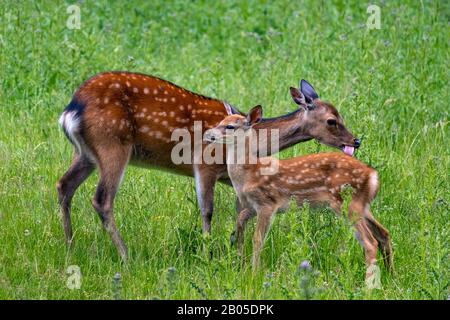 Sika-Rehe, Zahme sika-rehe, Zahme Rehe (Cervus nippon), Hintern mit Fawn Stockfoto