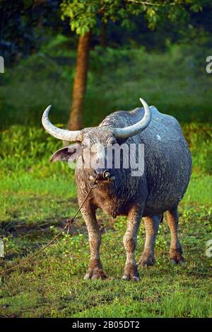 Asiatischer Wasserbüffel, Wildwasserbüffel, carabao (Bubalus bubalis, Bubalus arnee), gefesselte Nutztier, Thailand, Kho Yoa Noi Stockfoto