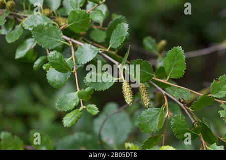 Arktische Zwergbirke (Betula humilis), mit Blättern Stockfoto