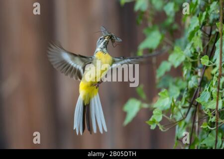 Grauschwanz (Motacilla cinerea), im Flug mit Insekten in der Rechnung, Deutschland, Bayern, Niederbayern Stockfoto