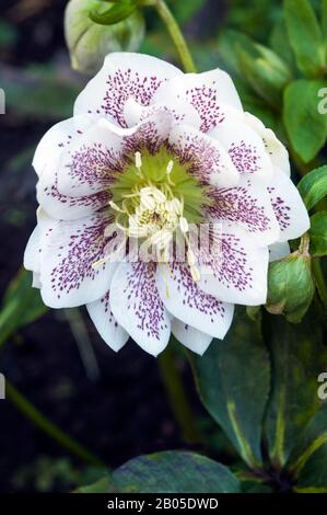 Nahaufnahme der Blume Detail von Helleborus Cinderella Ideal für Grenzen und Waldgärten sind immergrün und frosthart Stockfoto