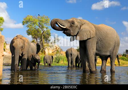 Afrikanischer Elefant (Loxodonta africana), Herdengetränke am Wasserloch, Südafrika, Mpumalanga, Kruger-Nationalpark Stockfoto