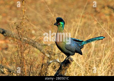 Lila-cremefarbenen Turaco, Violet-crested Turaco, Purple-crested Lourie (Musophaga Porphyreolopha, Tauraco Porphyreolophus, Gallirex Porphyreolophus), sitzend auf einem Zweig, Südafrika, Kwa Zulu-Natal, Mkhuze Game Reserve Stockfoto