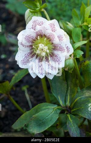 Nahaufnahme der Blume Detail von Helleborus Cinderella Ideal für Grenzen und Waldgärten sind immergrün und frosthart Stockfoto