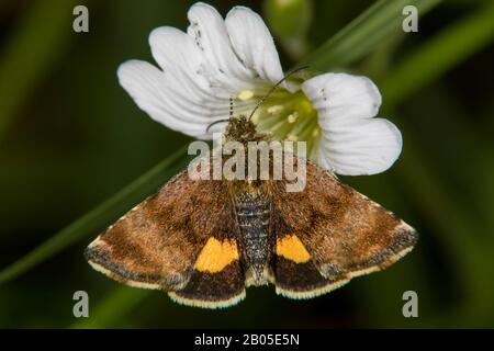 Kleiner gelber Unterflügel (Panemeria tenebrata), sitzt auf einer mausohrigen Kicherkrautblume, Deutschland Stockfoto