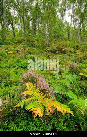 Birke (Betula spec.), Birkenwald mit Heide, Adler Farn und Blaubeeren Sträucher, Großbritannien, Schottland, Craigellachie National Nature Reserve, Aviemore Stockfoto