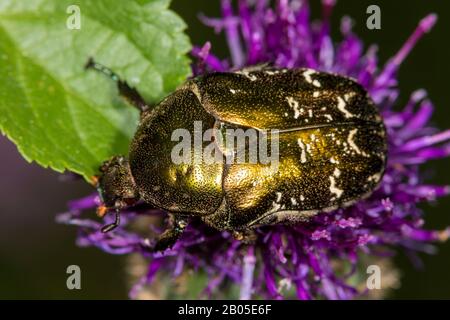 Rosenkratzer (Cetonia aurata), auf einer Blüte sitzend, Blick von oben, Deutschland Stockfoto