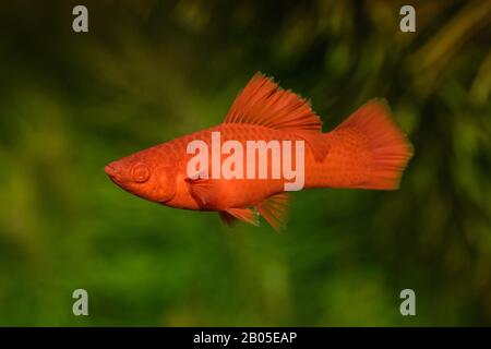 Grüner Schwertschwanz (Xiphophorus helleri), Brutform Blutes Rotes Albino Stockfoto