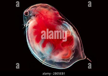 Gewöhnlicher Wasserfloh (Daphnia spec.), Mikroskopfoto eines gewöhnlichen Wasserflohs, Deutschland Stockfoto