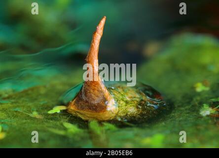 Größerer Silberkäfig, Großer Schwarzwasserkäfer, Großer Silberwasserkäfer, Tauchwasserkäfer (Hydrophilus piceus, Hydröser Piceus), Kokon, Deutschland Stockfoto
