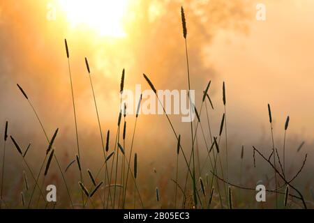 Wiesenfoxtail-Gras (Alopecurus pratensis), blüht in einer Wiese im Morgennebel, Belgien, Ostflandern, Drongen, Keuzemeersen Stockfoto