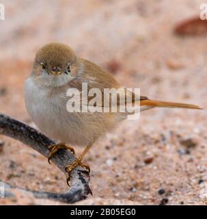 Wüstenweißethoat, Asian Desert Warbler (Sylvia nana), seltene Arten auf Helgoland, Deutschland, Schleswig-Holstein, Helgoland Stockfoto