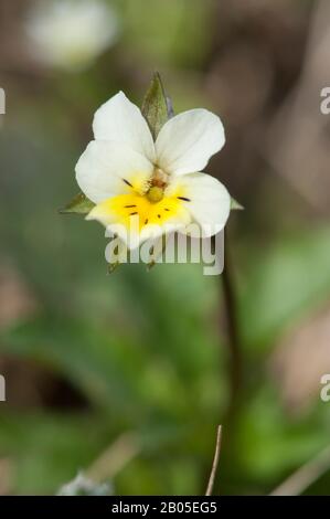 kultiviert, Stiefmütterchen, Feld Stiefmütterchen, kleine wilde Stiefmütterchen (Viola Arvensis), Blume, Deutschland Stockfoto