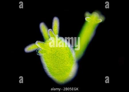 Grüne Hydra (Chlorohydra viridissima, Hydra viridis), in heller Mikroskopie, Dunkelfeld, Deutschland Stockfoto