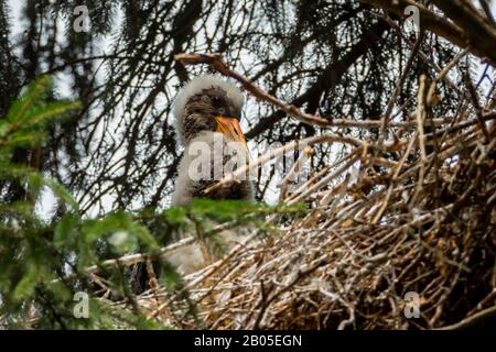 Schwarzstorch (Ciconia nigra), Jungvogel, der das Nest ausschaut, Seitenansicht, Deutschland, Bayern, Niederbayern Stockfoto