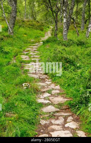 Birke (Betula spec.), Pfad im Birkenwald, Großbritannien, Schottland, Craigellachie National Nature Reserve Stockfoto