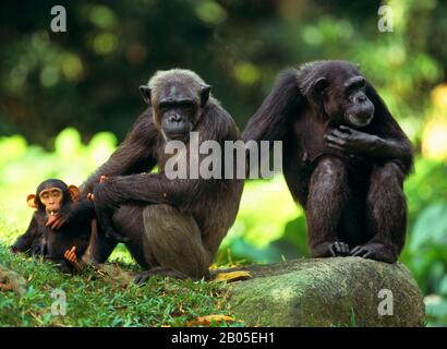 Gemeiner Schimpanse (Pan troglodytes), zwei Schimpansen, die zusammen mit einem Jungtier auf einem Felsbrocken sitzen Stockfoto