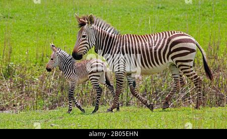 Hartmanns Mountain Zebra, Mountain Zebra (Equus Zebra hartmannae), mare with Foal, Südafrika Stockfoto