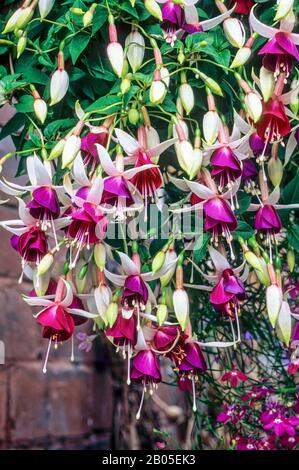 Fuchsia Auntie Jinks in voller Blüte mit Knospen in einem hängenden Korb Stockfoto