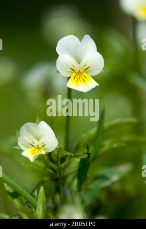 Kultivierte Pansie, Feldpansie, kleine Wildpanse (Viola arvensis), Blumen, Deutschland Stockfoto