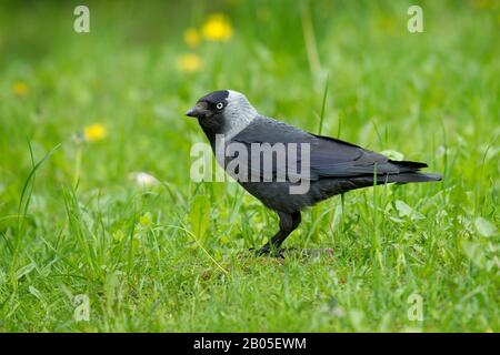 Jackdaw (Corvus monedula), steht auf einer Wiese, Schweden Stockfoto