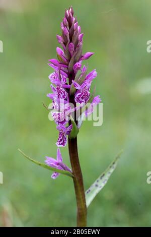 Heide gesichtet Orchidee (Dactylorhiza Maculata s.l.) blühen, Deutschland Stockfoto