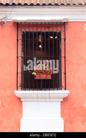 Fenster mit Pflanzen in antigua guatemala Stockfoto