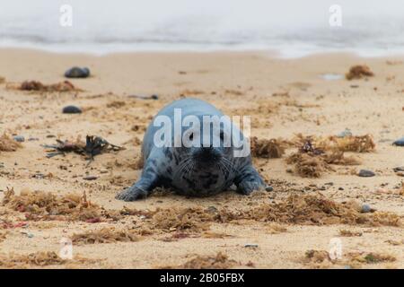 Graues Robbenbaby Pup, bekannt als atlantische Pferdekopfdichtung oder Halichoerus grypus, an Land, um in England zu brüten. Stockfoto