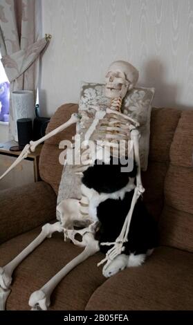 Skeleton saß auf dem Sofa mit Hund, Droitwich Spa, England, Großbritannien, 8/02/2020, Skeleton saß auf dem Sofa mit Hundespaß für halloween, ideal für Poster a Stockfoto