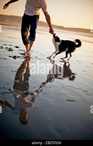 Reifer Mann, der mit seinem Hund am Strand spielt. Stockfoto