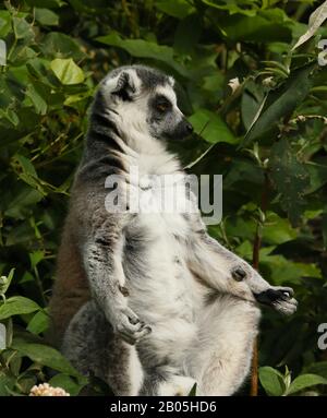 Lemur macht Yoga Stockfoto