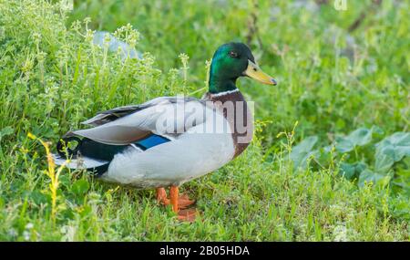 Ente männlichen Mallard anas platyrhynchos in der Natur im Freien Stockfoto