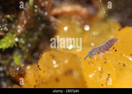 Collembola, das auf gelbem Schleimform eindeißend ist Stockfoto