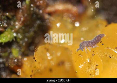 Collembola, das auf gelbem Schleimform eindeißend ist Stockfoto