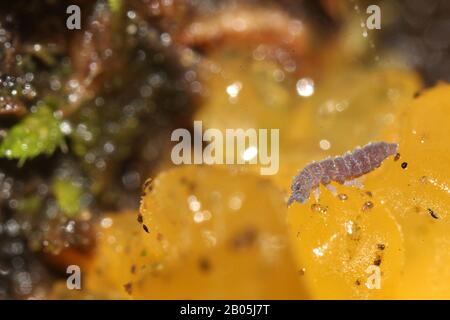 Collembola, das auf gelbem Schleimform eindeißend ist Stockfoto