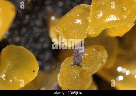 Collembola, das auf gelbem Schleimform eindeißend ist Stockfoto