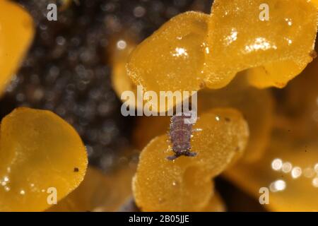 Collembola, das auf gelbem Schleimform eindeißend ist Stockfoto