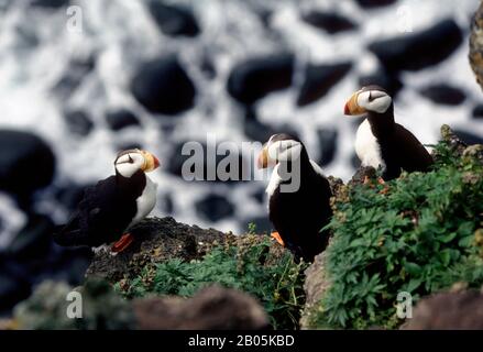 USA, ALASKA, EINE GRUPPE VON HORNED PUFFINS, DIE AUF EINER KLIPPE SITZEN Stockfoto