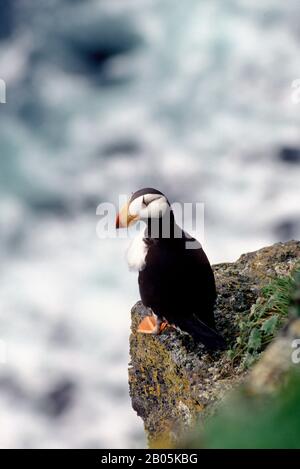 USA, ALASKA, PRIBILOF ISL. ST. PAULS INSEL, HORNED PUFFIN AUF CLIFFSIDE LEDGE SITZEND Stockfoto