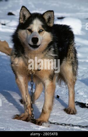 KANADA, ELLESMERE ISLAND, GRISE-FJORD, HUSKY DOG Stockfoto