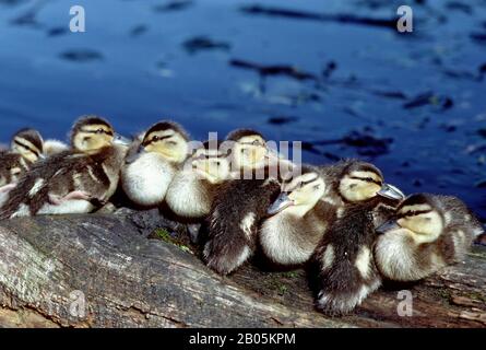 USA, WASHINGTON, SEATTLE, UNIVERSITY OF WASHINGTON BOTANIC GARDEN, ARBORETUM, MALLARD DUCK DUCKLINGS, DIE AUF DEM LOG RUHEN Stockfoto