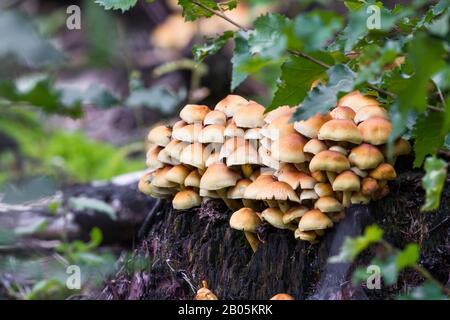 Nahaufnahme eines Haufens leuchtender goldener Pilze, die aus einem Baumstumpf in Schottland wachsen Stockfoto