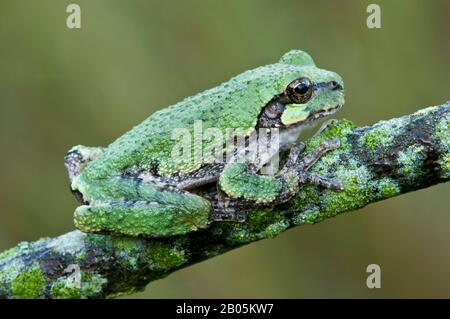 Gewöhnlicher grauer Treefrog (Hyla versicolor), auf Baumgliedmaßen, E USA, von Skip Moody/Dembinsky Photo Assoc Stockfoto