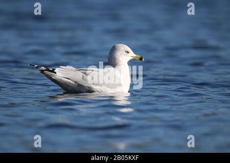 Ein Ring, der auf einem blauen See schwimmt, ist der Möwe Larus delawarensis Stockfoto