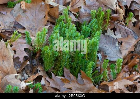 Shining Clubmoss (Huperzia lucidula), Early Spring, E USA, von Skip Moody/Dembinsky Photo Assoc Stockfoto