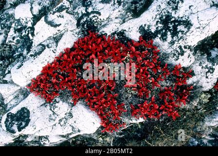 KANADA, NW-GEBIETE, HUDSON BAY, MARBLE ISLAND, BEARBERRY IM HERBST Stockfoto