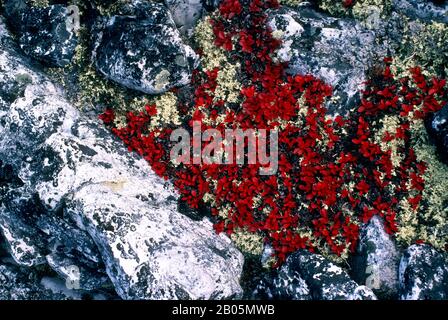 KANADA, NW-GEBIETE, HUDSON BAY, MARBLE ISLAND, BEARBERRY UND CARIBOU FLECHTEN IM HERBST Stockfoto